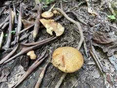 Suillus hirtellus
