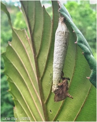 Amatissa fuscescens