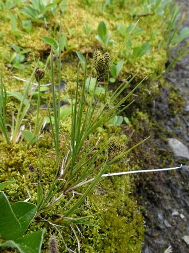 Enander's sedge (Carex enanderi)
