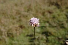 Cephalaria transsylvanica