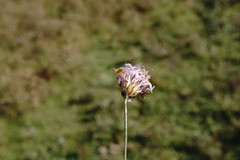Cephalaria transsylvanica