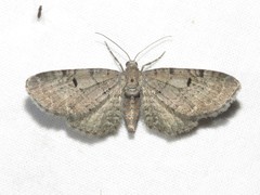 Eupithecia assimilata