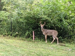 Odocoileus virginianus