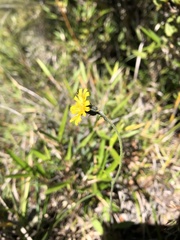 Hieracium morii