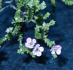 Euchaetis albertiniana