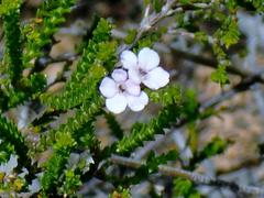 Euchaetis albertiniana