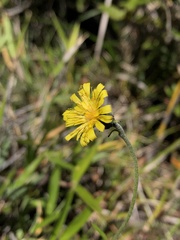 Hieracium morii