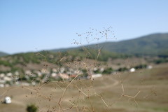 Galium tenuissimum