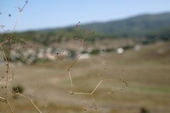 Galium tenuissimum