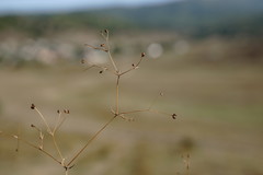 Galium tenuissimum