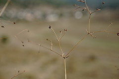 Galium tenuissimum