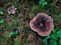 Sarcodon stereosarcinon