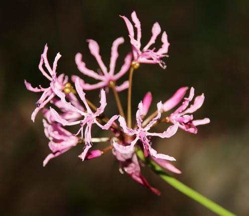 Nerine undulata