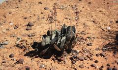 Adromischus alstonii