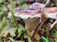 Sarcodon stereosarcinon