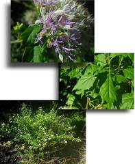 Gymnanthemum capense