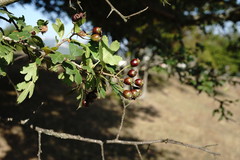 Crataegus pentagyna