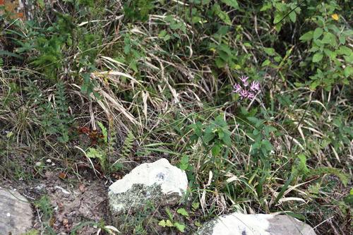 Nerine undulata