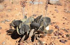 Adromischus alstonii