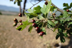 Crataegus pentagyna