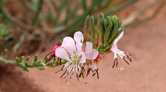 Oenothera sinuosa
