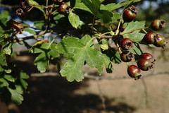 Crataegus pentagyna