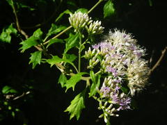 Gymnanthemum capense