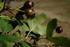 Crataegus pentagyna