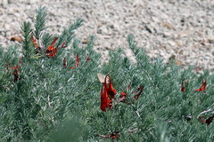 Lotus berthelotii