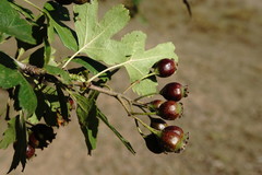 Crataegus pentagyna