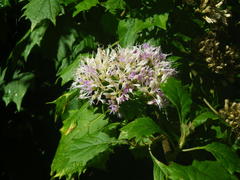 Gymnanthemum capense