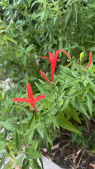 Anisacanthus quadrifidus