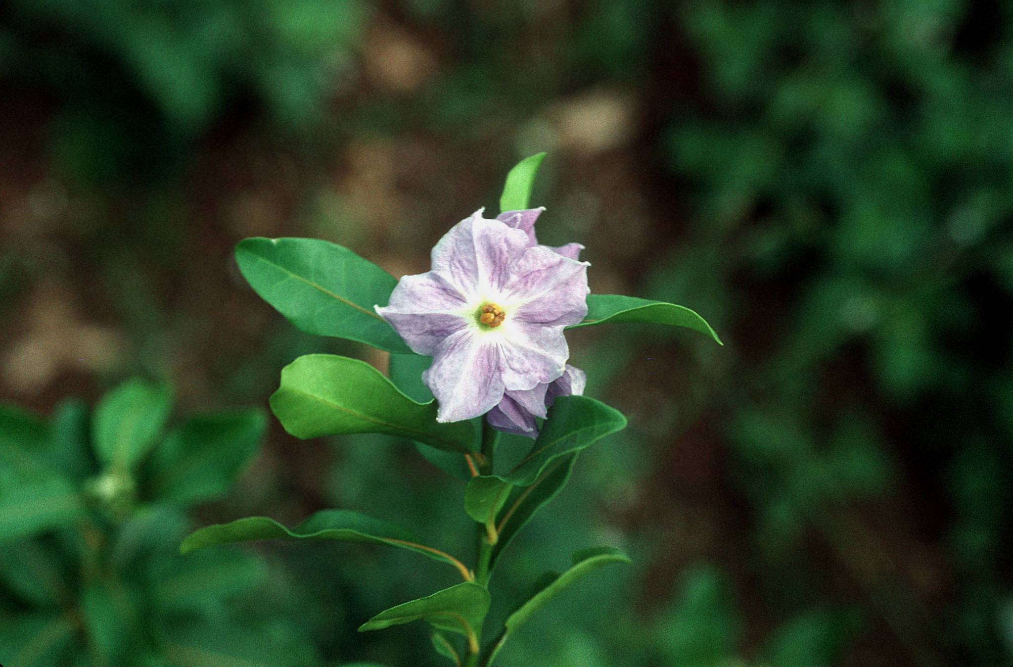 Solanum conocarpum