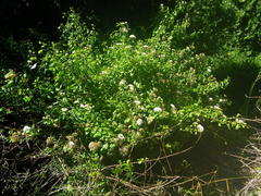 Gymnanthemum capense