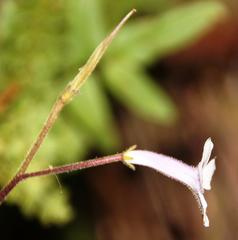 Streptocarpus meyeri