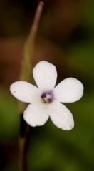Streptocarpus meyeri