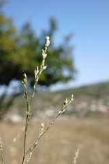 Bufonia parviflora