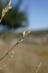 Bufonia parviflora