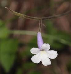 Streptocarpus meyeri