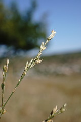 Bufonia parviflora