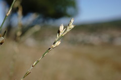 Bufonia parviflora