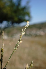 Bufonia parviflora