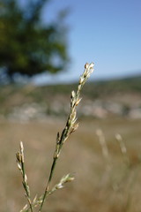 Bufonia parviflora