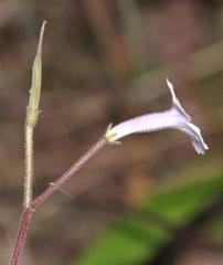 Streptocarpus meyeri