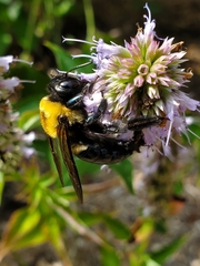 Xylocopa virginica