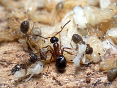 Formica subpolita
