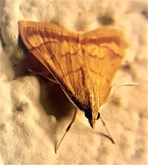 Pyrausta pseudonythesalis
