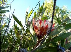 Protea susannae