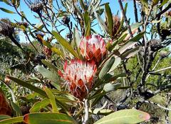 Protea susannae