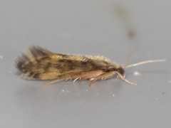 Agraylea